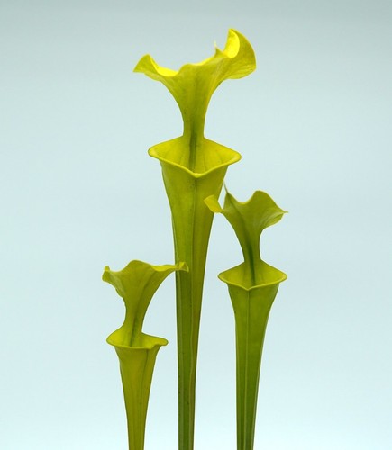 Sarracenia flava maxima sussex - sarracenia,