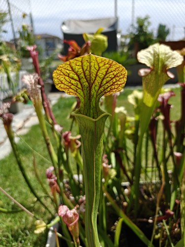 Sarracenia moorey adrian - sarracenia, x
