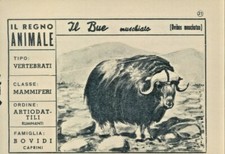 R@R@ FIGURINA DEL REGNO