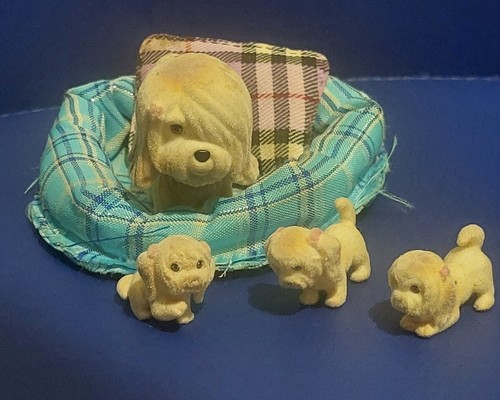 Puppy pocket lhasa apso - puppy, in