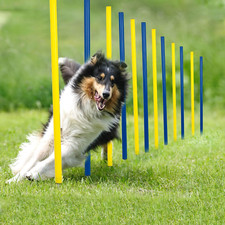 Portable Dog Agility Training