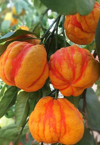 Arancio bizzarria