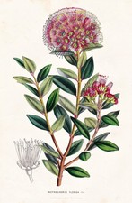 Metrosideros Florida Nuova