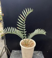 Encephalartos lehmannii