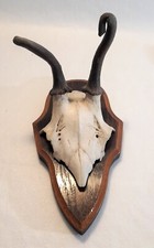 Trofeo di capriolo con