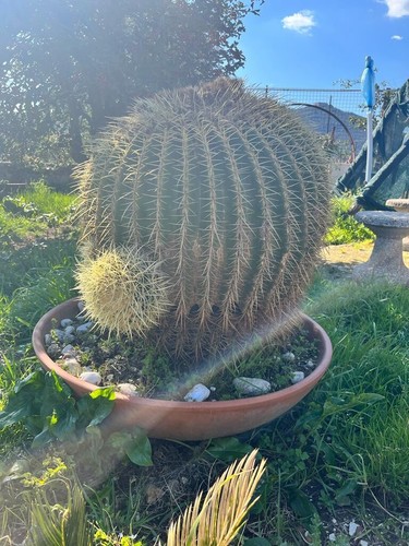 Echinocactus grusonii cuscino - echinocactus, grusonii-