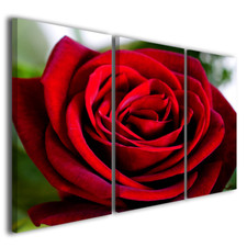 Quadri moderni fiori rose Red