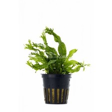 Microsorum pteropus Windelov