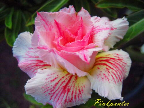 Nuovo adenium obesum - obesum, desert