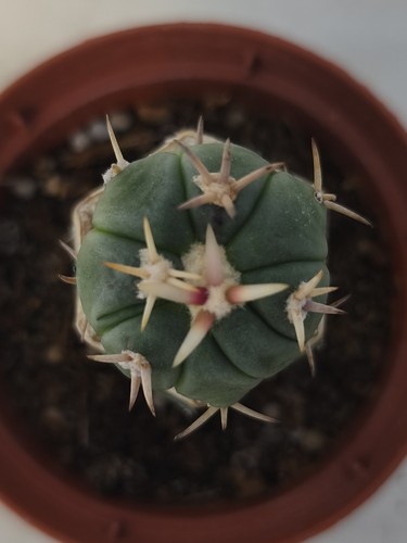 Echinocactus horizontalonius - echinocactus,