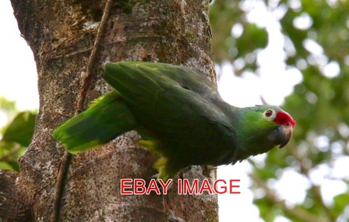 Photo red lored amazon parrot - amazon,