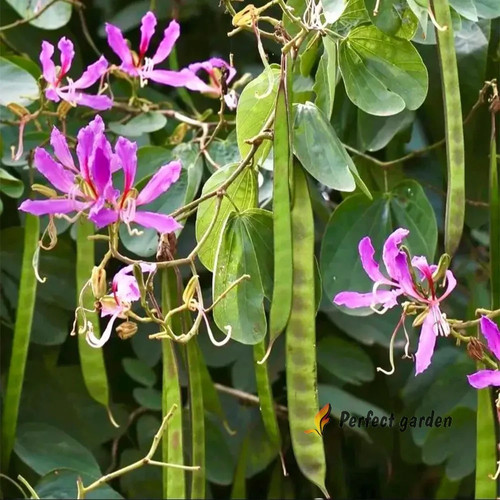 Semi bauhinia purpurea - 25,