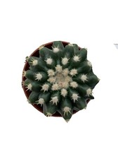 Echinocactus grusonii inermis - grusonii,