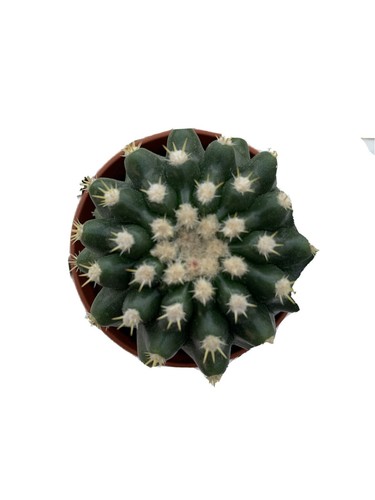 Echinocactus grusonii inermis - grusonii,