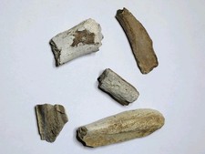 5 Hell Creek Dinosaur Fossils