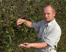 6000 semi aronia melanocarpa - semi,