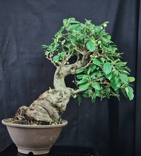 BONSAI di Melo Giapponese, Kaido. 22 Anni 60 cm  Crabapple HOLZAPFEL BONSAIBAUM