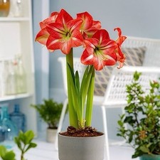 1 Amaryllis con Germogli