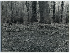 France, Parc de St. Caud, Mai