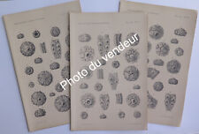 Paléontologie Arnaud, 1897