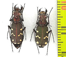 Carabidae, Cicindela