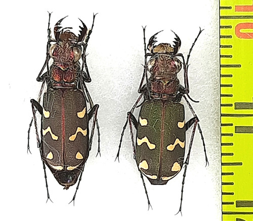 Carabidae cicindela - carabidae,,