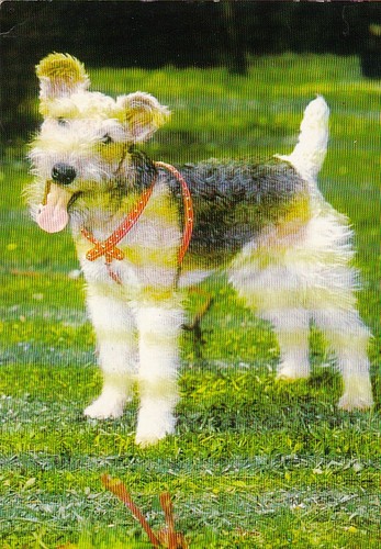 Cartolina fox terrier - terrier, ***