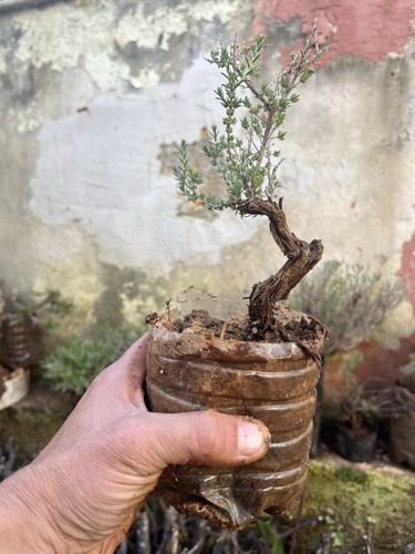 Bonsai timo thymus - bonsai, vulgaris