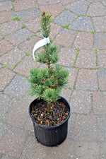 Pinus parviflora 'Baldwin'