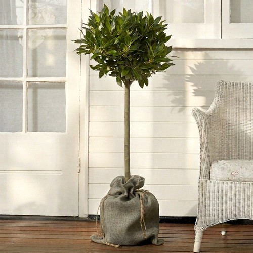 Alloro laurus nobilis pianta - alloro,