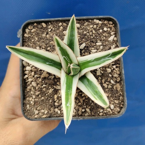 Agave victoriae reginae - agave, "white