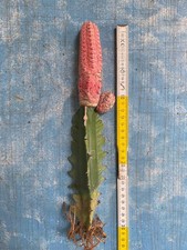 Euphorbia Abdelkuri Damask