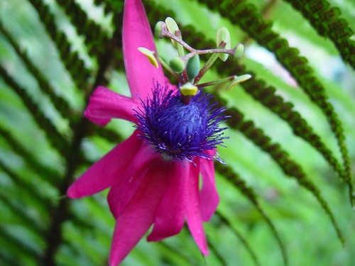 Semi passiflora - 10,