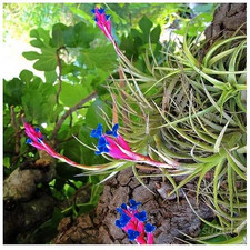 Tillandsia aeranthos gruppi - aeranthos,