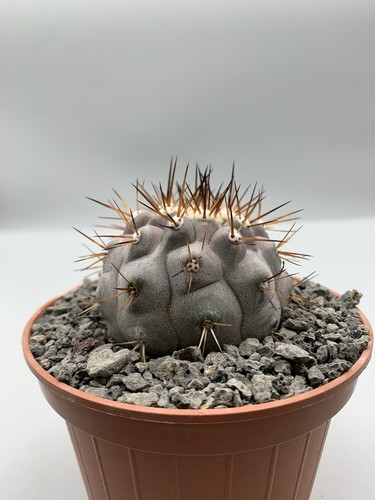 Copiapoa cinerea columna alba - cinerea,