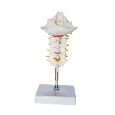 7 sezione Modello di vertebra
