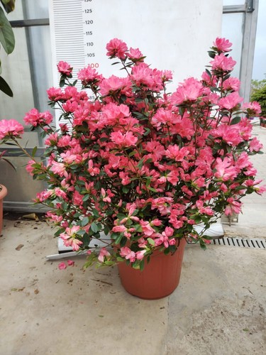 Pianta rhododendron azalea - pianta,