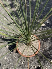 Dasylirion longissimum Vaso 26