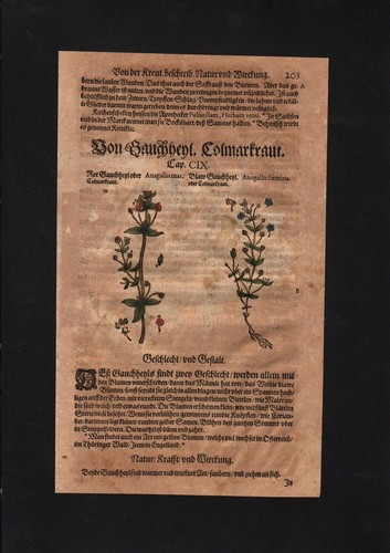 1580 gauchheil anagallis - gauchheil,
