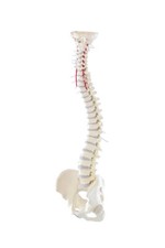 Colonna Vertebrale, Colonna