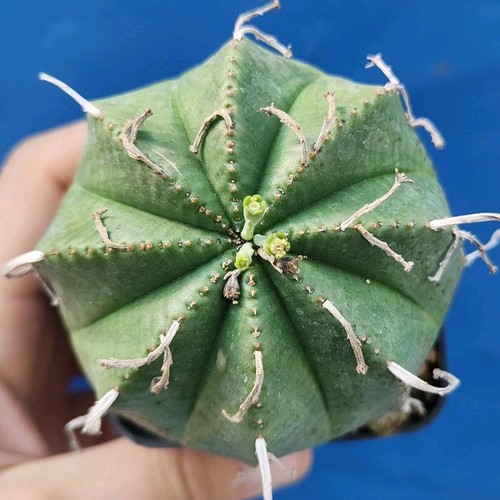 Euphorbia meloformis subsp