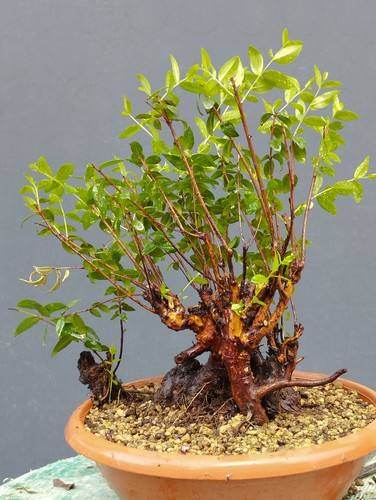 Bonsai mirto selvatico 30x20cm - selvatico,