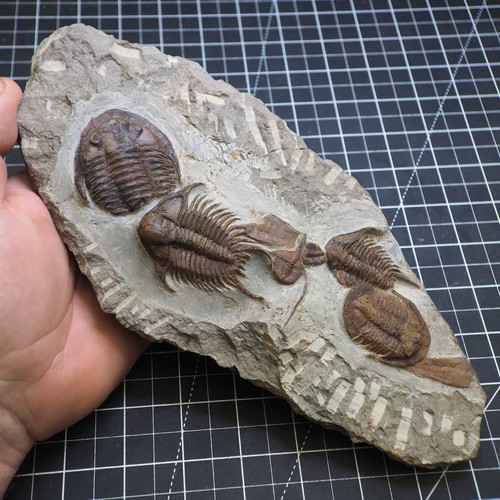 Trilobiti asaphellus foulonia - trilobiti,