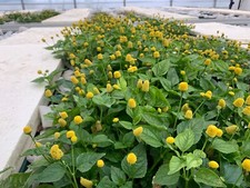 Fiore elettrico acmella - fiore,