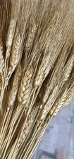 Spighe di Grano Dorate