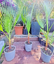 WASHINGTONIA filifera PALM