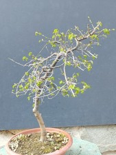 Bonsai Olmo Campestre 57x30cm