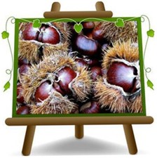 Marroni Euro Giapponesi varieta Marsol Altezza 160-180cm Eta 3anni  Vaso20x26 cm