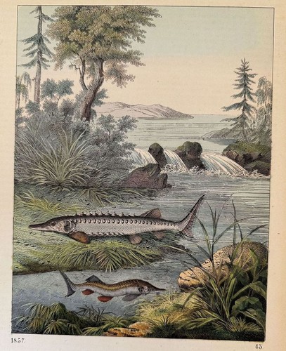 Incisione storione sturgeon - storione,