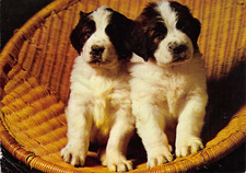 AL10-31B) CARTOLINA CUCCIOLI DI CANE VIAGGIATA